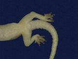 拉丁學名： em Hemidactylus frenatus /em 中文名稱：蝎虎英文名稱：Common house gecko