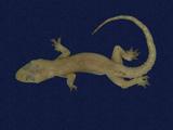 拉丁學名： em Hemidactylus frenatus /em 中文名稱：蝎虎英文名稱：Common house gecko