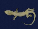 拉丁學名： em Hemidactylus frenatus /em 中文名稱：蝎虎英文名稱：Common house gecko