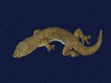 拉丁學名： em Hemidactylus frenatus /em 中文名稱：蝎虎英文名稱：Common house gecko