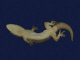 拉丁學名： em Hemidactylus frenatus /em 中文名稱：蝎虎英文名稱：Common house gecko