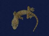 拉丁學名： em Hemidactylus frenatus /em 中文名稱：蝎虎英文名稱：Common house gecko