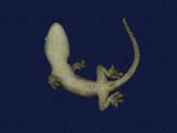 拉丁學名： em Hemidactylus frenatus /em 中文名稱：蝎虎英文名稱：Common house gecko