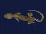 拉丁學名： em Gekko hokouensis /em 中文名稱：守宮英文名稱：Hekou s gecko