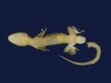 拉丁學名： em Gekko hokouensis /em 中文名稱：守宮英文名稱：Hekou s gecko