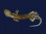 拉丁學名： em Gekko hokouensis /em 中文名稱：守宮英文名稱：Hekou s gecko