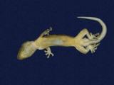 拉丁學名： em Gekko hokouensis /em 中文名稱：守宮英文名稱：Hekou s gecko