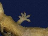 拉丁學名： em Gekko hokouensis /em 中文名稱：守宮英文名稱：Hekou s gecko