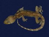 拉丁學名： em Gekko hokouensis /em 中文名稱：守宮英文名稱：Hekou s gecko