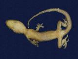 拉丁學名： em Gekko hokouensis /em 中文名稱：守宮英文名稱：Hekou s gecko