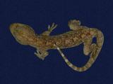 拉丁學名： em Gekko hokouensis /em 中文名稱：守宮英文名稱：Hekou s gecko