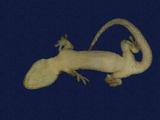 拉丁學名： em Gekko hokouensis /em 中文名稱：守宮英文名稱：Hekou s gecko