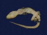 拉丁學名： em Gekko hokouensis /em 中文名稱：守宮英文名稱：Hekou s gecko