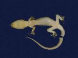 拉丁學名： em Gekko hokouensis /em 中文名稱：守宮英文名稱：Hekou s gecko