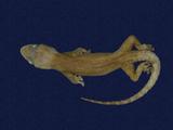 拉丁學名： em Hemidactylus frenatus /em 中文名稱：蝎虎英文名稱：Common house gecko