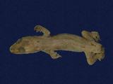 拉丁學名： em Hemidactylus frenatus /em 中文名稱：蝎虎英文名稱：Common house gecko