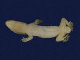 拉丁學名： em Hemidactylus frenatus /em 中文名稱：蝎虎英文名稱：Common house gecko