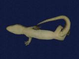 拉丁學名： em Hemidactylus frenatus /em 中文名稱：蝎虎英文名稱：Common house gecko