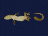 拉丁學名： em Hemidactylus frenatus /em 中文名稱：蝎虎英文名稱：Common house gecko