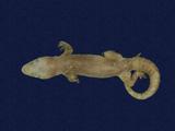 拉丁學名： em Hemidactylus frenatus /em 中文名稱：蝎虎英文名稱：Common house gecko