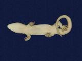 拉丁學名： em Hemidactylus frenatus /em 中文名稱：蝎虎英文名稱：Common house gecko