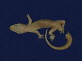 拉丁學名： em Hemidactylus frenatus /em 中文名稱：蝎虎英文名稱：Common house gecko