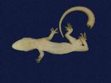 拉丁學名： em Hemidactylus frenatus /em 中文名稱：蝎虎英文名稱：Common house gecko