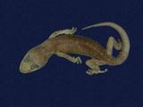 拉丁學名： em Gekko hokouensis /em 中文名稱：守宮英文名稱：Hekou s gecko