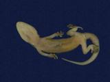 拉丁學名： em Gekko hokouensis /em 中文名稱：守宮英文名稱：Hekou s gecko