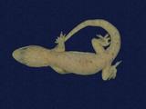 拉丁學名： em Hemidactylus frenatus /em 中文名稱：蝎虎英文名稱：Common house gecko