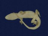 拉丁學名： em Hemidactylus frenatus /em 中文名稱：蝎虎英文名稱：Common house gecko