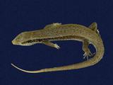 拉丁學名： em Mabuya longicaudata /em 中文名稱：長尾南蜥英文名稱：Long-tailed skink