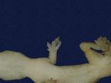 拉丁學名： em Hemidactylus frenatus /em 中文名稱：蝎虎英文名稱：Common house gecko