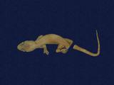 拉丁學名： em Hemidactylus frenatus /em 中文名稱：蝎虎英文名稱：Common house gecko