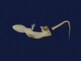 拉丁學名： em Hemidactylus frenatus /em 中文名稱：蝎虎英文名稱：Common house gecko