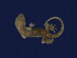 拉丁學名： em Gekko hokouensis /em 中文名稱：守宮英文名稱：Hekou s gecko