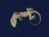 拉丁學名： em Gekko hokouensis /em 中文名稱：守宮英文名稱：Hekou s gecko