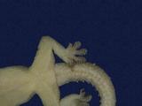 拉丁學名： em Hemidactylus frenatus /em 中文名稱：蝎虎英文名稱：Common house gecko