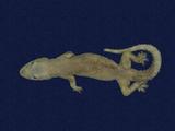 拉丁學名： em Hemidactylus frenatus /em 中文名稱：蝎虎英文名稱：Common house gecko