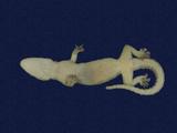 拉丁學名： em Hemidactylus frenatus /em 中文名稱：蝎虎英文名稱：Common house gecko