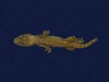 拉丁學名： em Hemidactylus frenatus /em 中文名稱：蝎虎英文名稱：Common house gecko