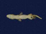 拉丁學名： em Hemidactylus frenatus /em 中文名稱：蝎虎英文名稱：Common house gecko