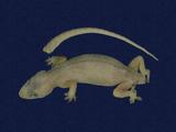 拉丁學名： em Hemidactylus frenatus /em 中文名稱：蝎虎英文名稱：Common house gecko