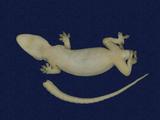 拉丁學名： em Hemidactylus frenatus /em 中文名稱：蝎虎英文名稱：Common house gecko