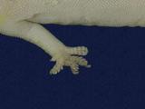 拉丁學名： em Hemidactylus frenatus /em 中文名稱：蝎虎英文名稱：Common house gecko