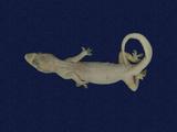 拉丁學名： em Hemidactylus frenatus /em 中文名稱：蝎虎英文名稱：Common house gecko