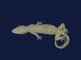 拉丁學名： em Hemidactylus frenatus /em 中文名稱：蝎虎英文名稱：Common house gecko