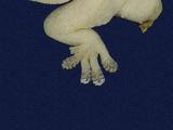 拉丁學名： em Hemidactylus frenatus /em 中文名稱：蝎虎英文名稱：Common house gecko