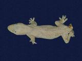 拉丁學名： em Hemidactylus frenatus /em 中文名稱：蝎虎英文名稱：Common house gecko