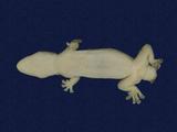 拉丁學名： em Hemidactylus frenatus /em 中文名稱：蝎虎英文名稱：Common house gecko